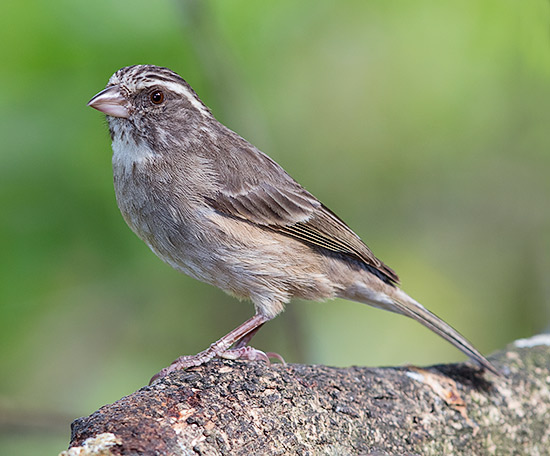 Streaky-headed Seedeater